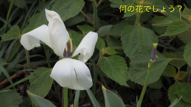 春の雰囲気5.jpg