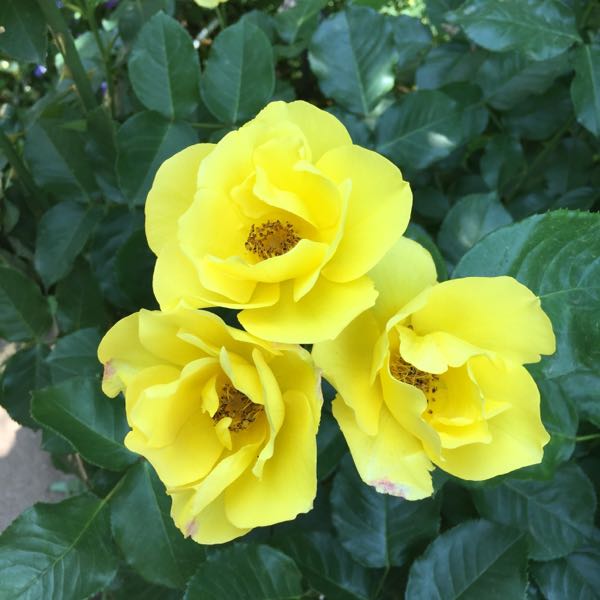 rblog-20170521202036-02.jpg