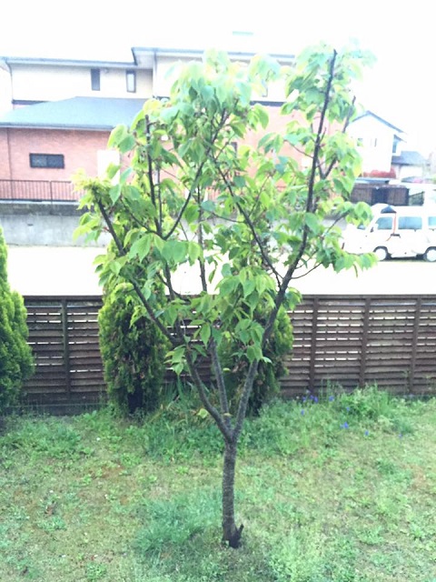 陽光葉桜.jpg