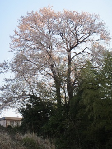 桜２朝.jpg