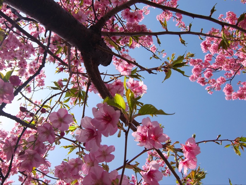 スクリーンショット 2015-03-01 10.52.08.jpg