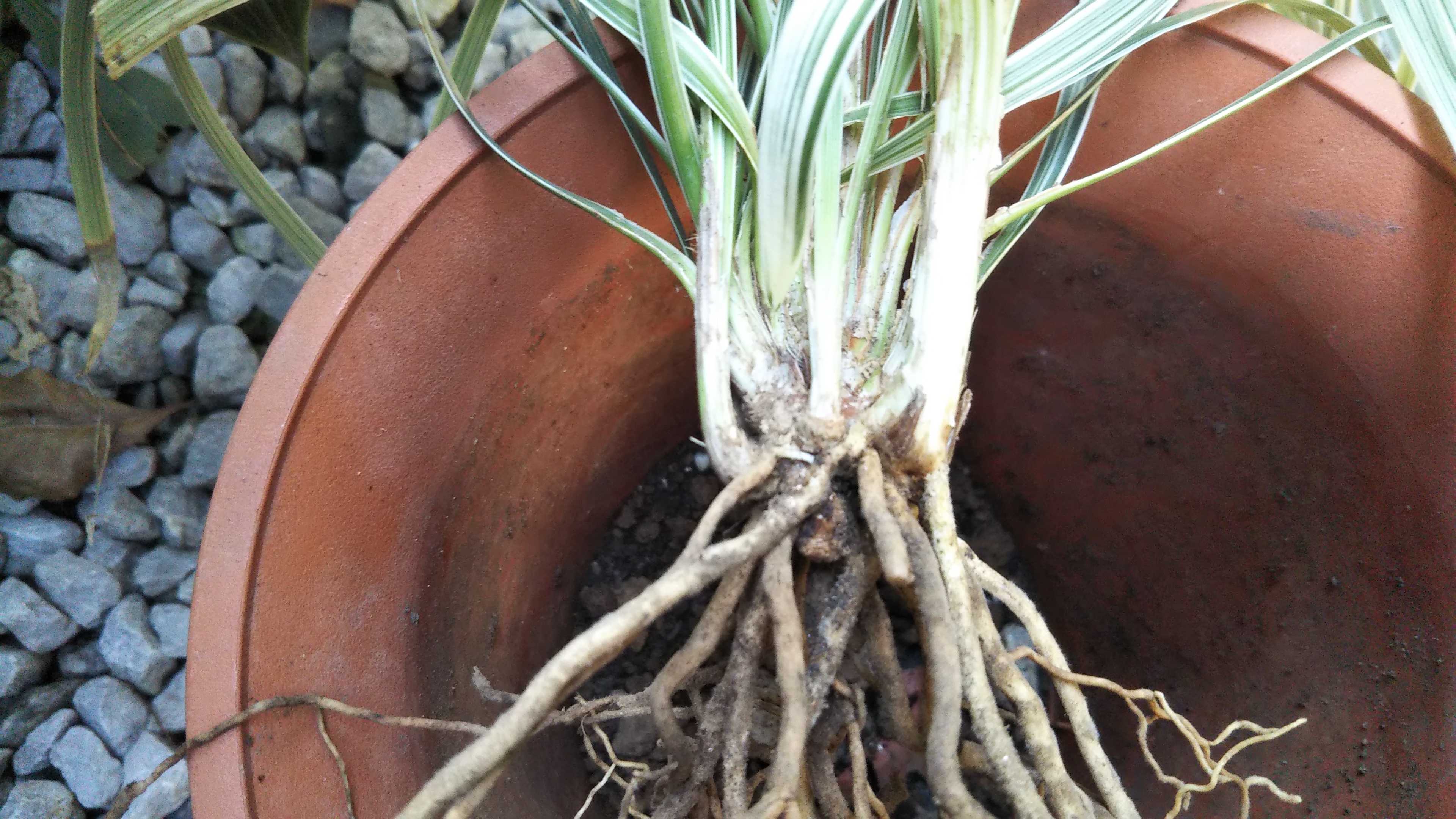 寄せ植え材料 スノードラゴンとラムズイヤーの株分け シェードガーデンと猫 楽天ブログ