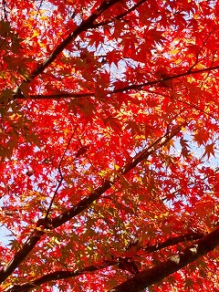 紅葉.jpg