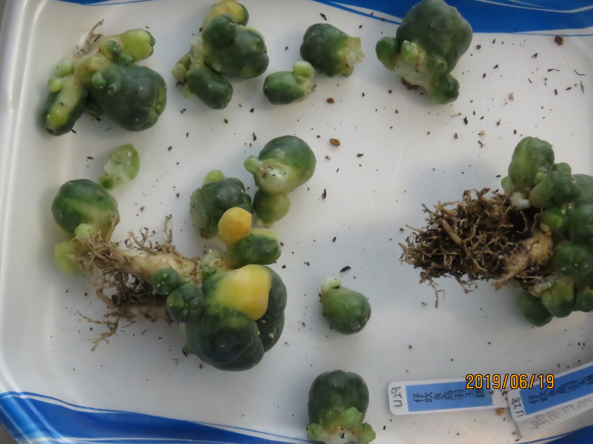 子吹き烏羽玉錦さんの株分け びびるタニサボ達 楽天ブログ