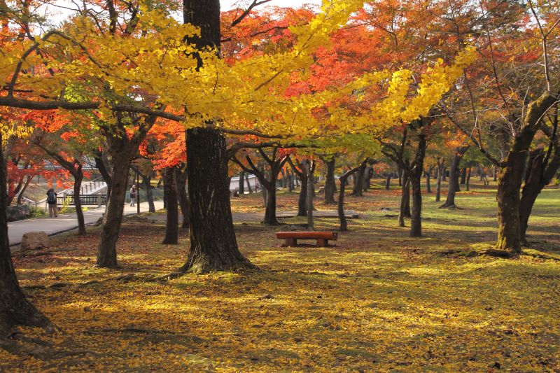 奈良公園・鏡池_002.jpg