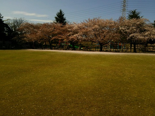 桜の季節も終わりか・・