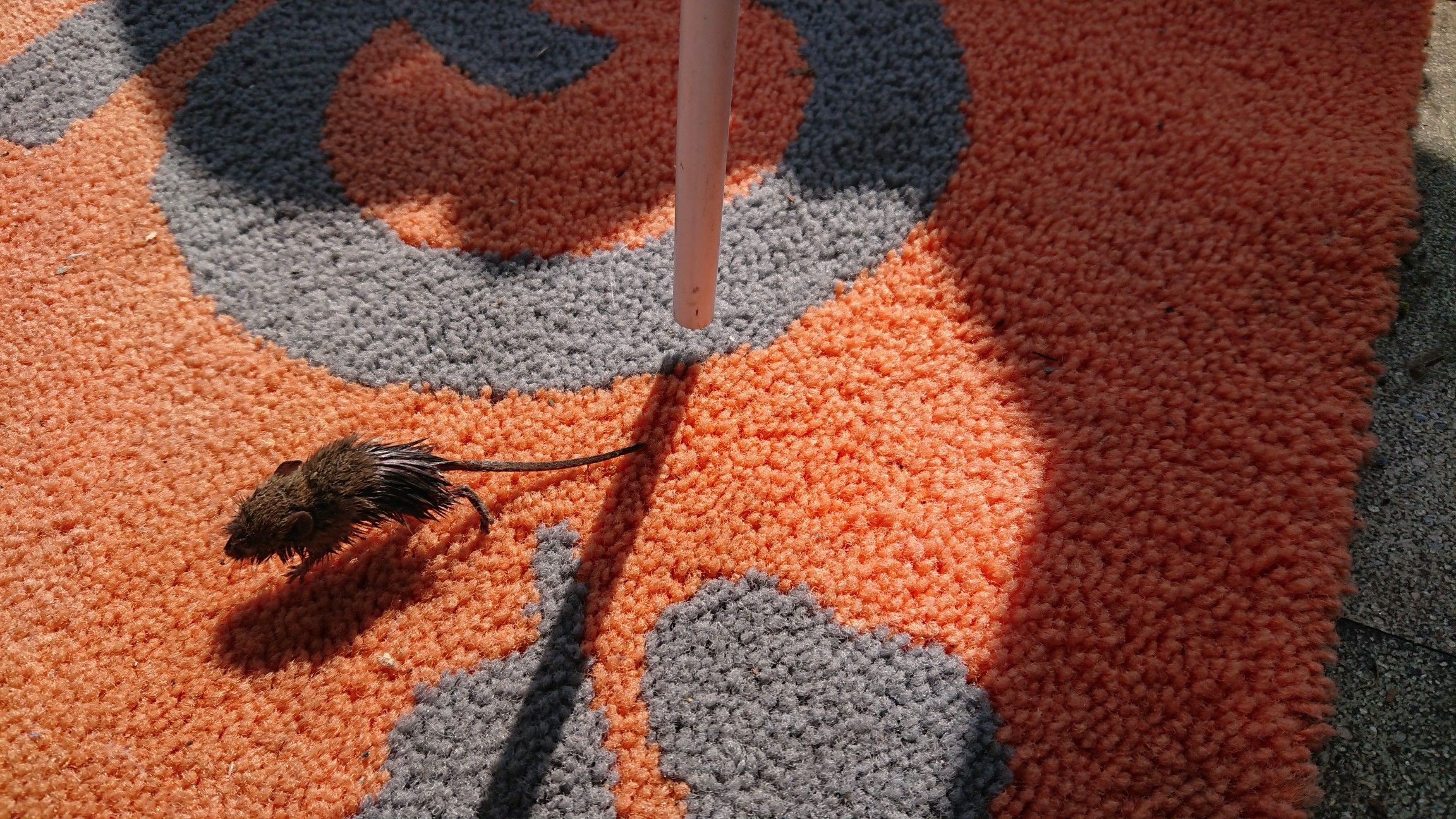 ヒメネズミ 天井無しの一直線 続 楽天ブログ