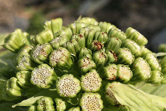 ふきのとう-02♪