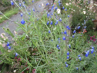 IMG_3938ss.jpg
