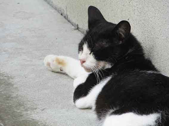 我が家のニャンコ♪2015/8/11-2