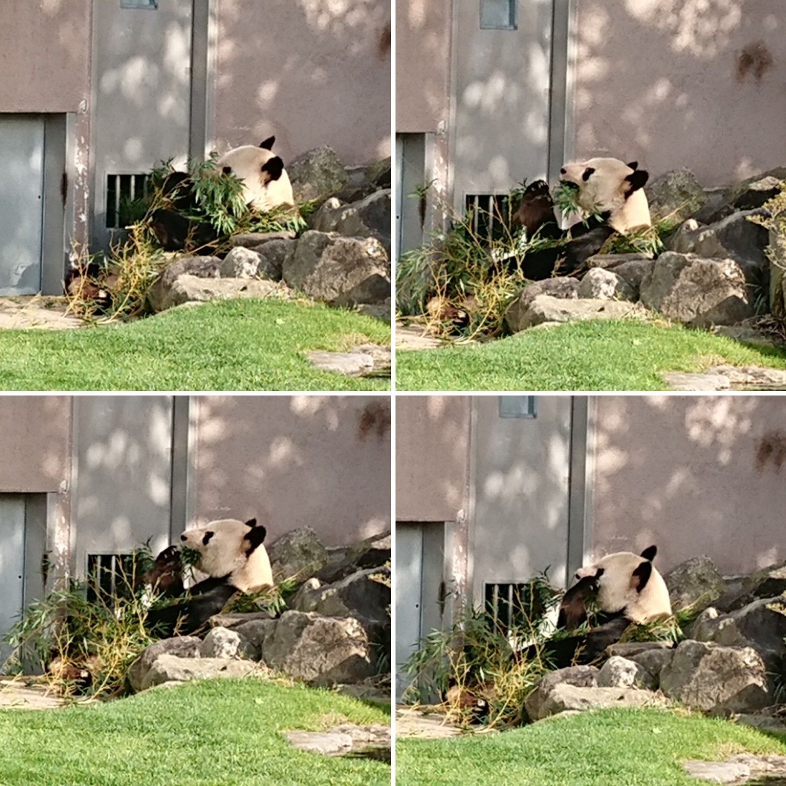 大晦日 アドベンチャーワールド 日帰り 2 Bomv Love Jp 楽天ブログ