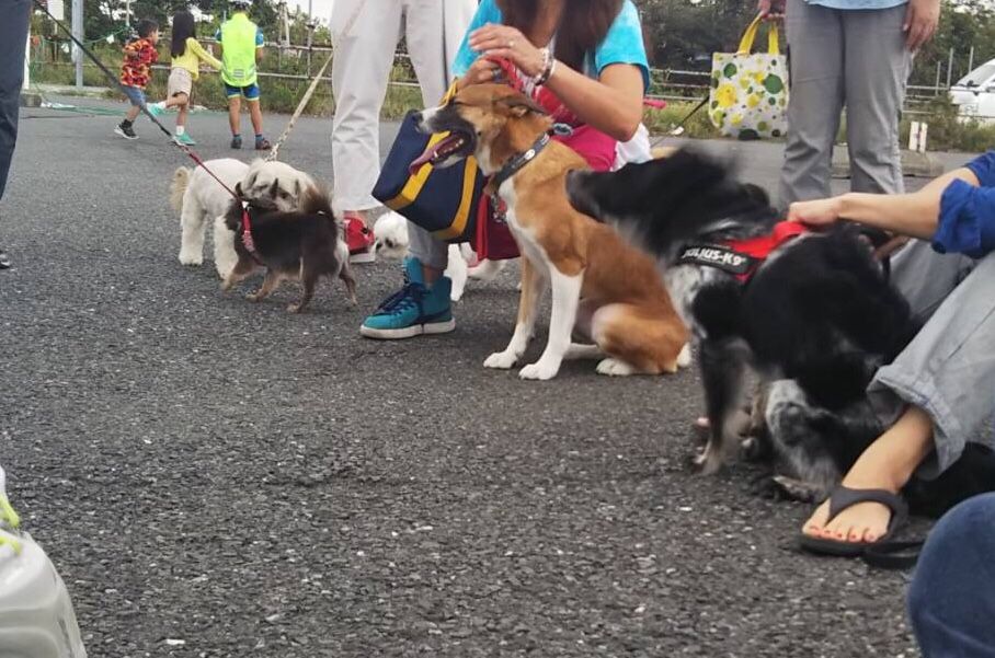 チャリティパックウォーク開催しました 古い平屋に犬 猫 と住む 楽天ブログ