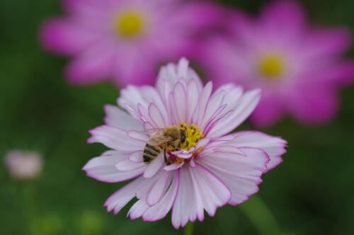 原っぱ西花畑のコスモス