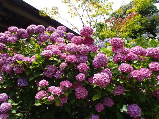 ６．２７ピンクのあじさい.jpg