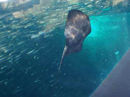 P211水族館.jpg