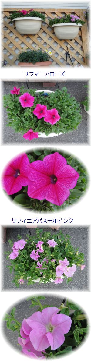 サフィニアローズ&サフィニアパステルピンク