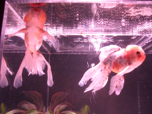 平成24年9月15日　日本橋百年記念　アートアクアリウム 009.JPG
