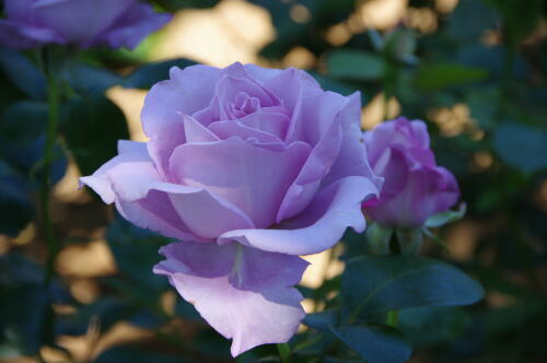 谷津バラ園のバラの花