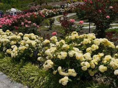 ゴールデンボーダー