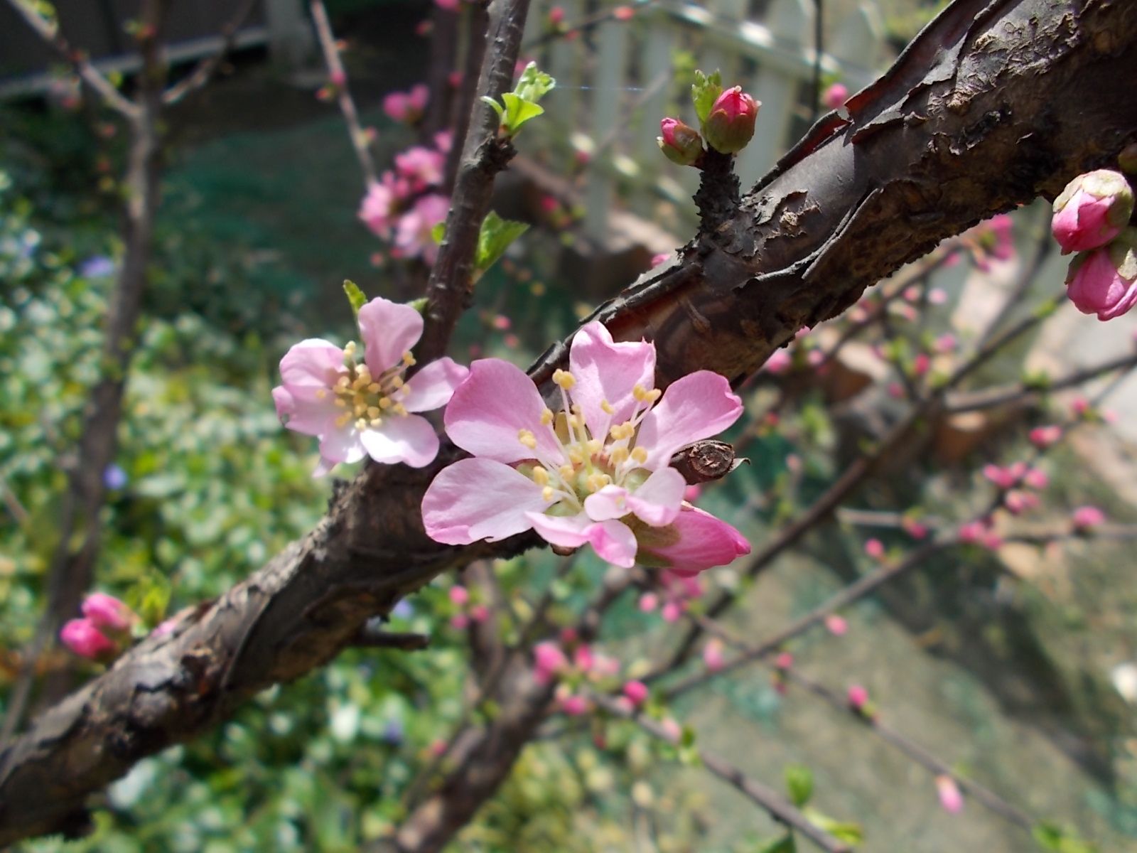 ユスラウメと木瓜が開花をはじめました バラを咲かせることが好き 楽天ブログ