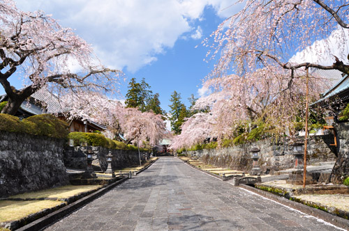 桜５