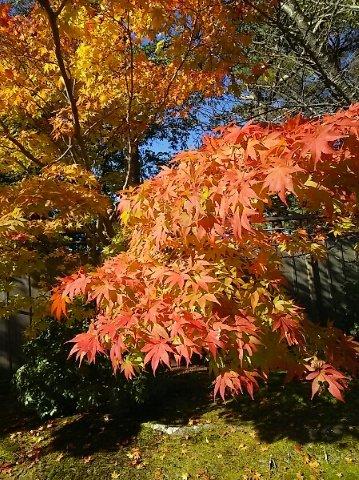 ２７年京都の紅葉２.jpg