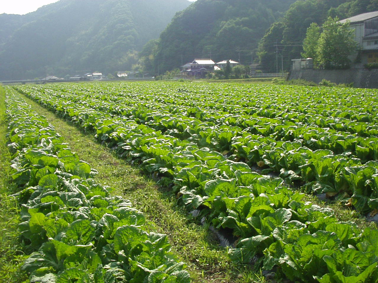 ＪＡ川上 004.jpg