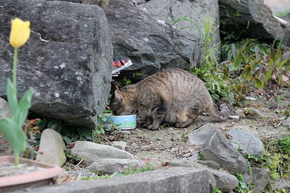 我が家のニャンコ♪2014/04/16-3