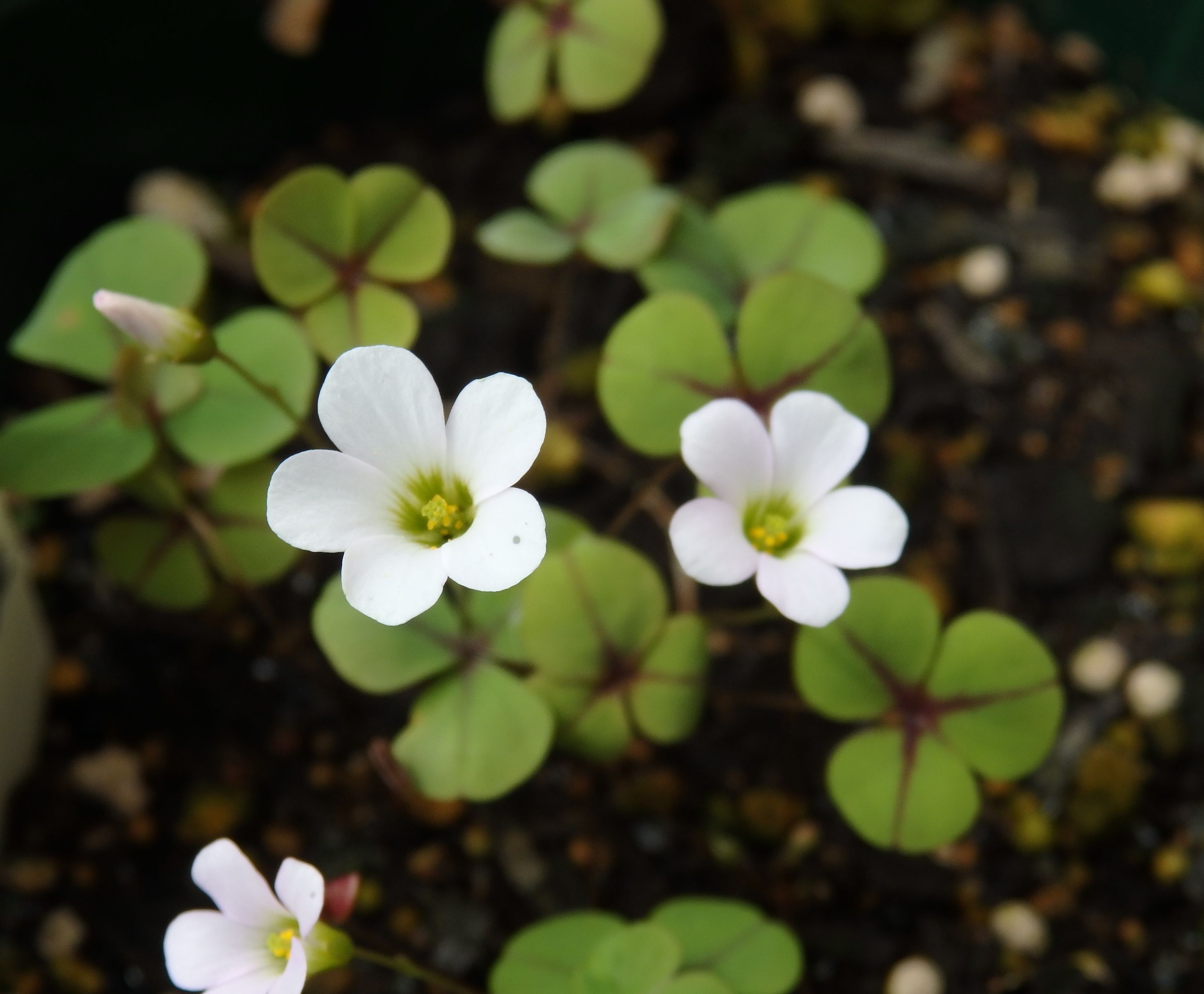 ９月開花のオキザリスたち Kimi Teaの花日記 楽天ブログ