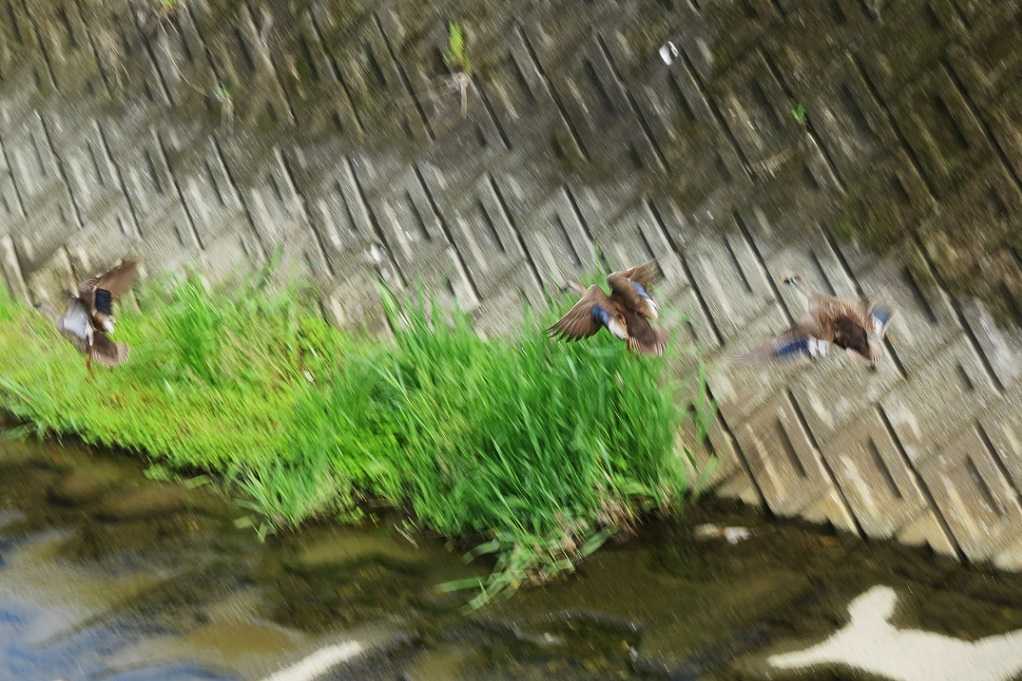 515