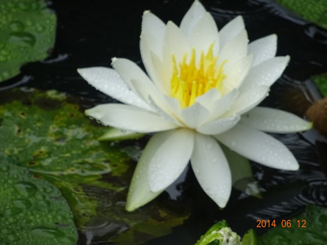 DSC04111_R.JPG