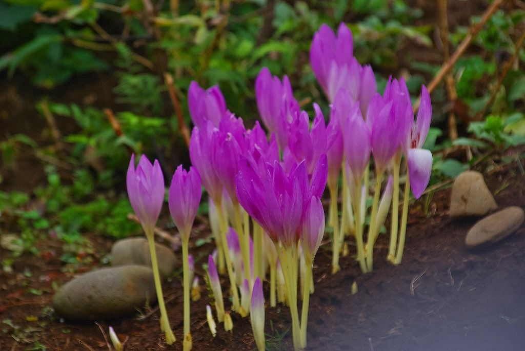 コルチカム 咲き揃う 花と自然に癒されて 楽天ブログ
