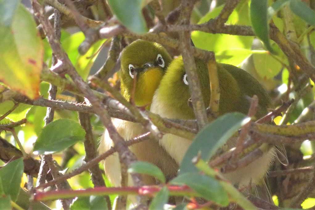 庭の鳥;蜜柑メジロ♂♀、仲良しメシロ。 | 大分金太郎の花鳥蝶月 - 楽天ブログ
