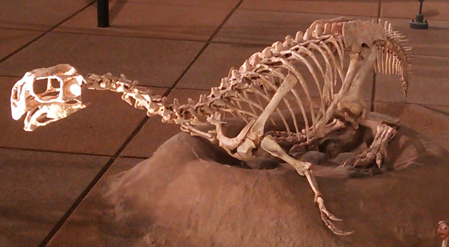 コンコラプトル