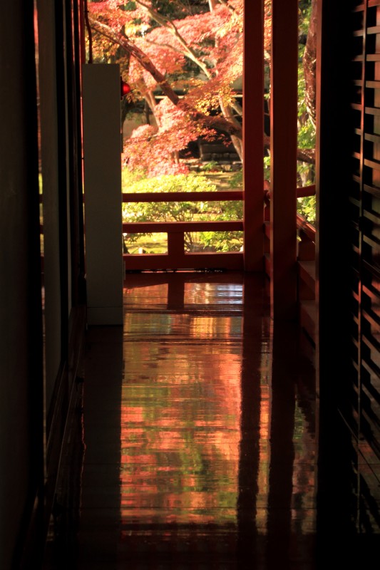 大覚寺_005霊明殿の床モミジ.jpg