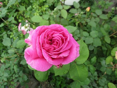 IMG_3156ss.jpg