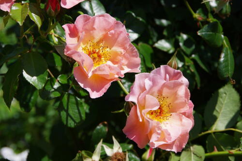 谷津バラ園のバラの花