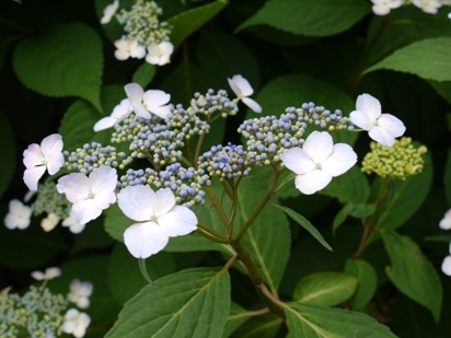 あじさい寺１６