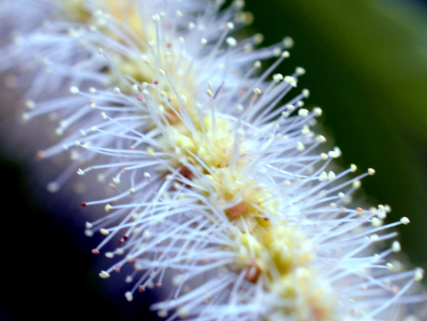 雄の花の一部　マクロ