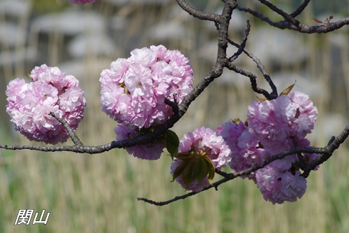 浜離宮恩賜庭園の八重桜