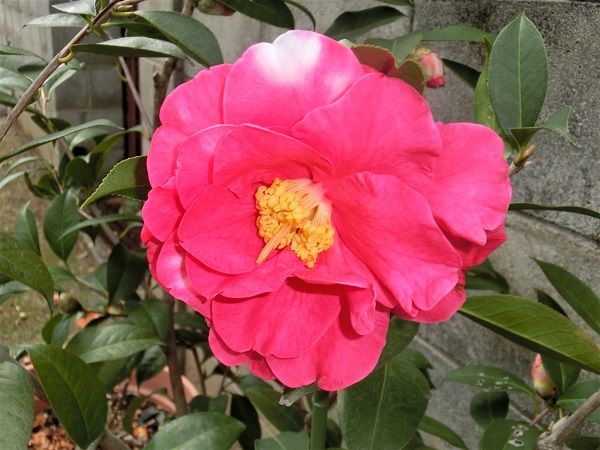 フランクハウザー　洋種椿 フランクハウザー 洋種椿 赤 花 バラ