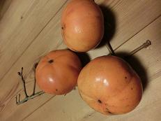 2013_1205マイピクチャー0019.JPG