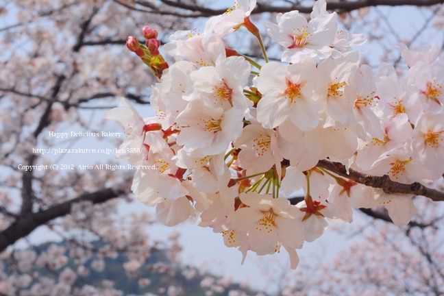 324桜.jpg