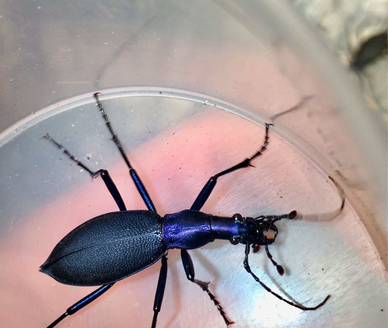 マイマイカブリを求めて4 昆虫記 楽天ブログ