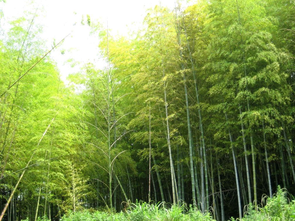 竹にとっては秋となる初夏の竹林 歌 と こころ と 心 の さんぽ 楽天ブログ