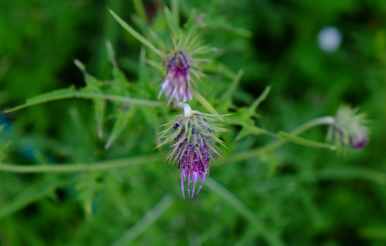 2015 08 10_ヤツタカネアザミ279.jpg
