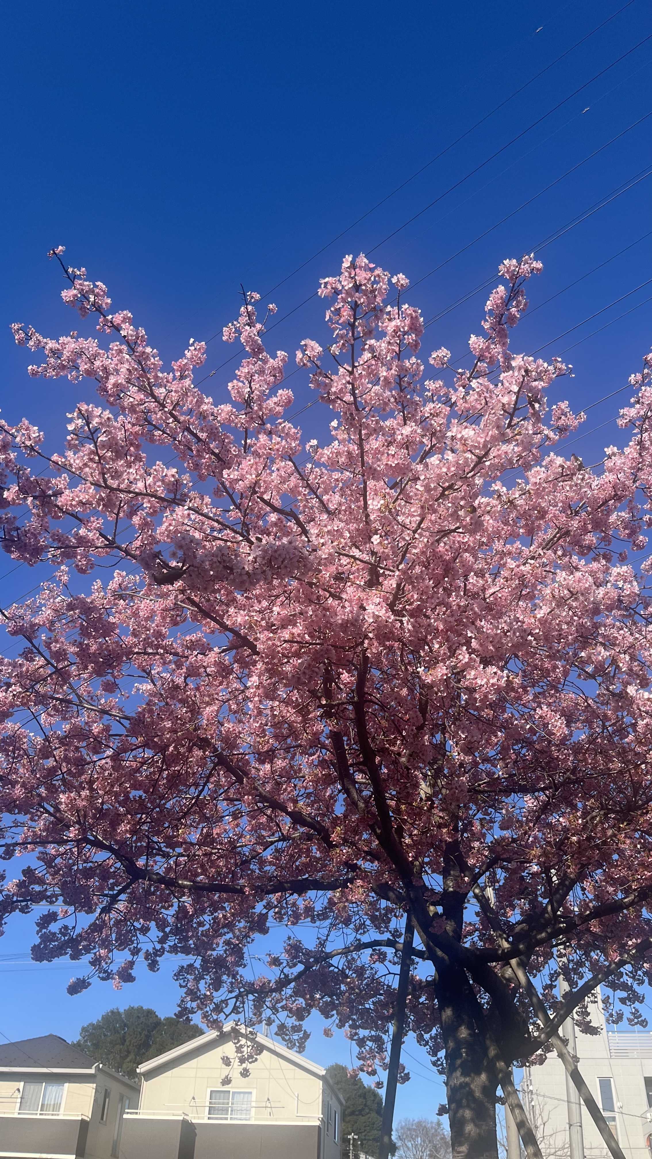 ぽにあの自由気ままBLOG