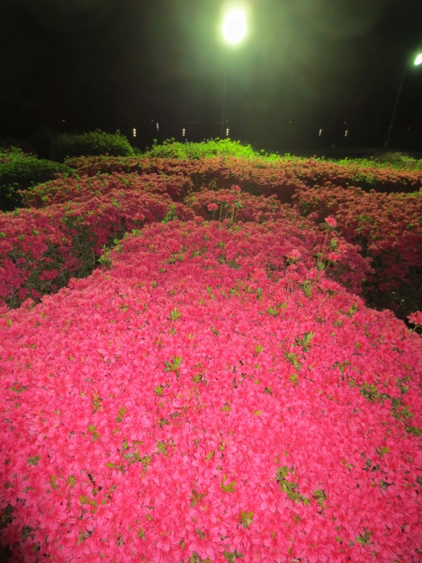 つつじライトアップ