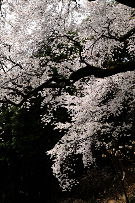 2016 04 10_3082.jpg