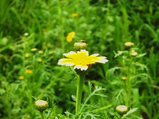 春菊の花.jpg